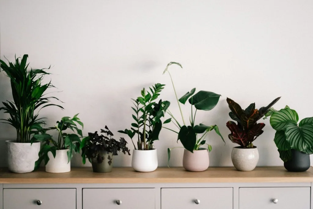 Row of houseplants in ceramic planters on a light wood sideboard against a pale wall